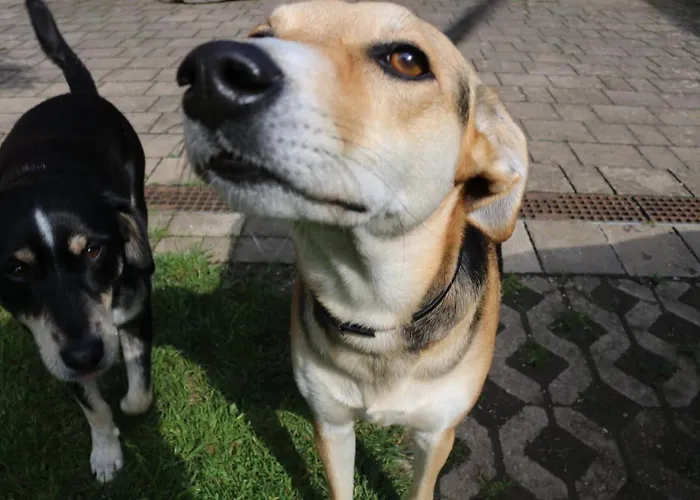 Frenkcottage 5 Km From The Airport- Free Transportation To The Airport